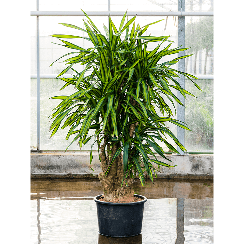 drachenbaum bauhaus Drachenbaum kaufen - Dracaena Marginata Zimmerpflanze :21 H:120 cm