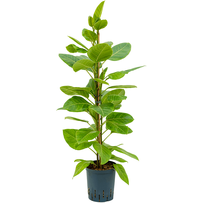 Ficus Yellow Gem