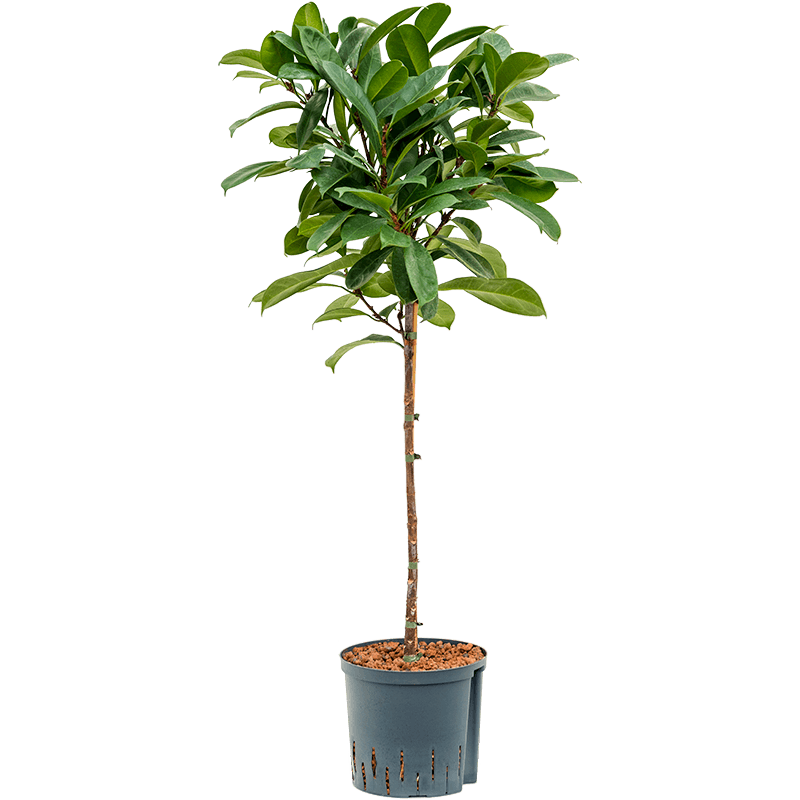 Ficus cyathistipula op stam