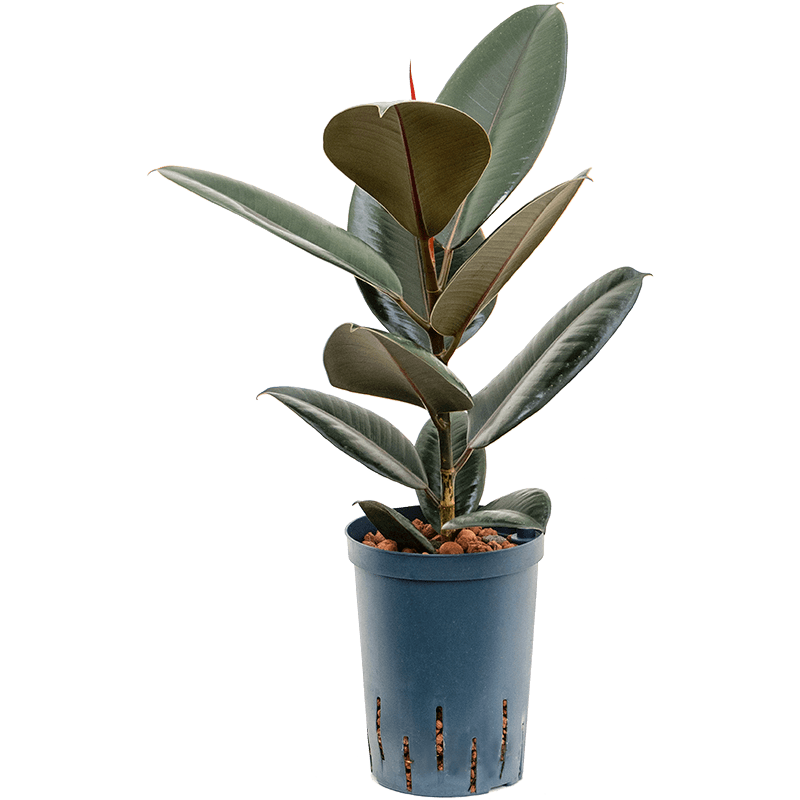 Ficus Abidjan 
