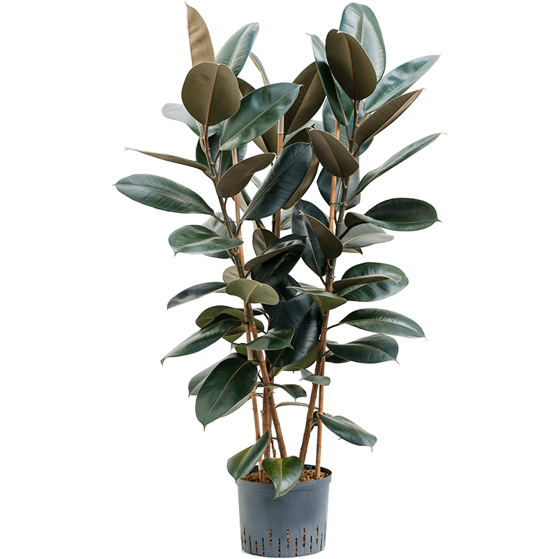 Ficus Elastica Abidjan toef