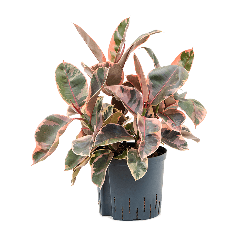 Ficus Elastica Belize