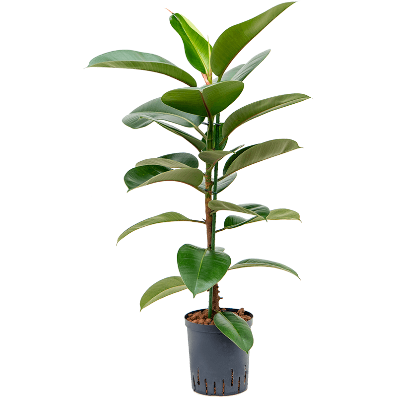 Ficus Robusta 