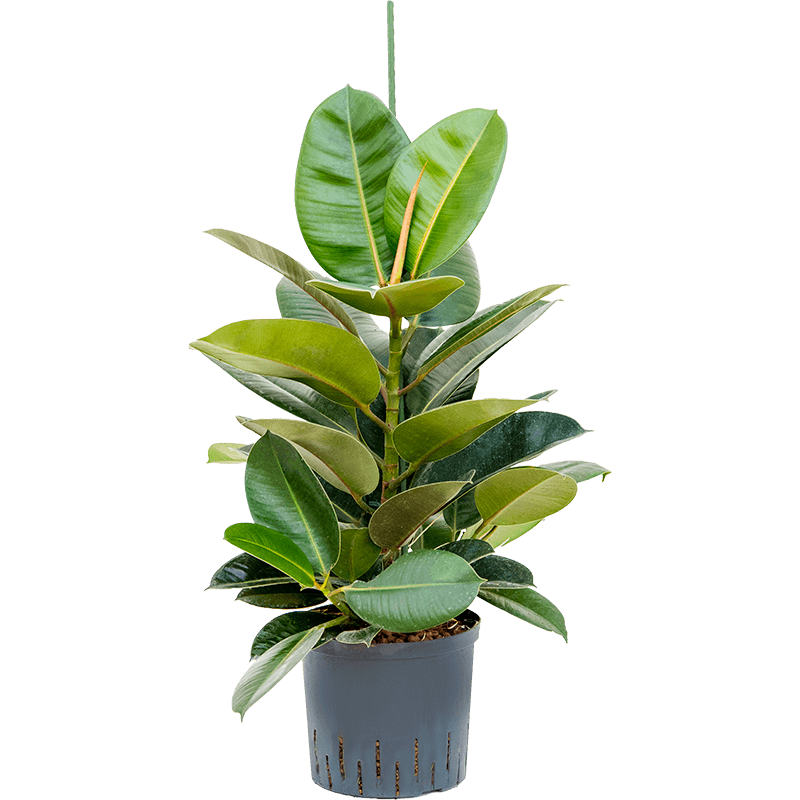 Ficus Robusta bush