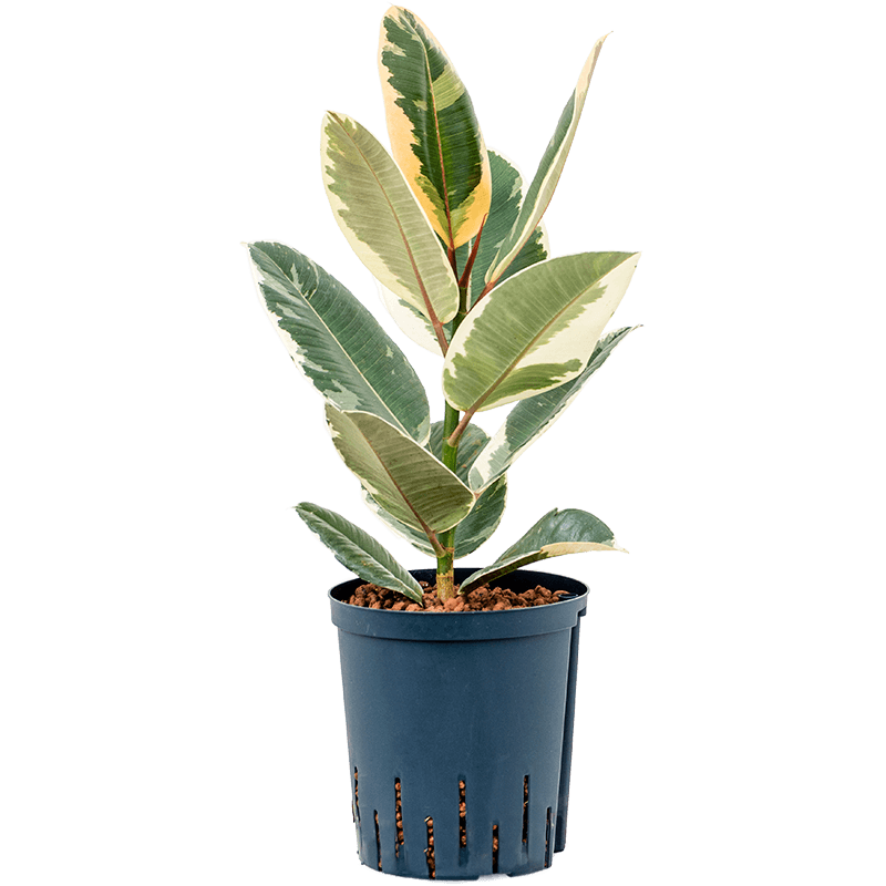 Ficus Tineke 