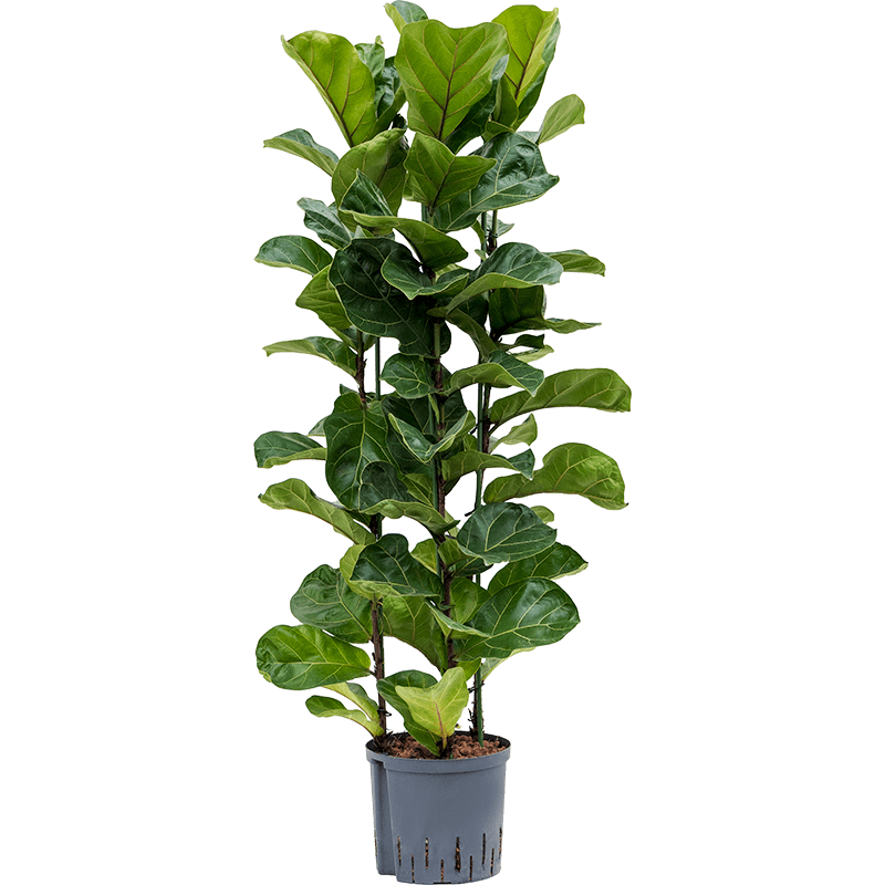 Ficus Bambino