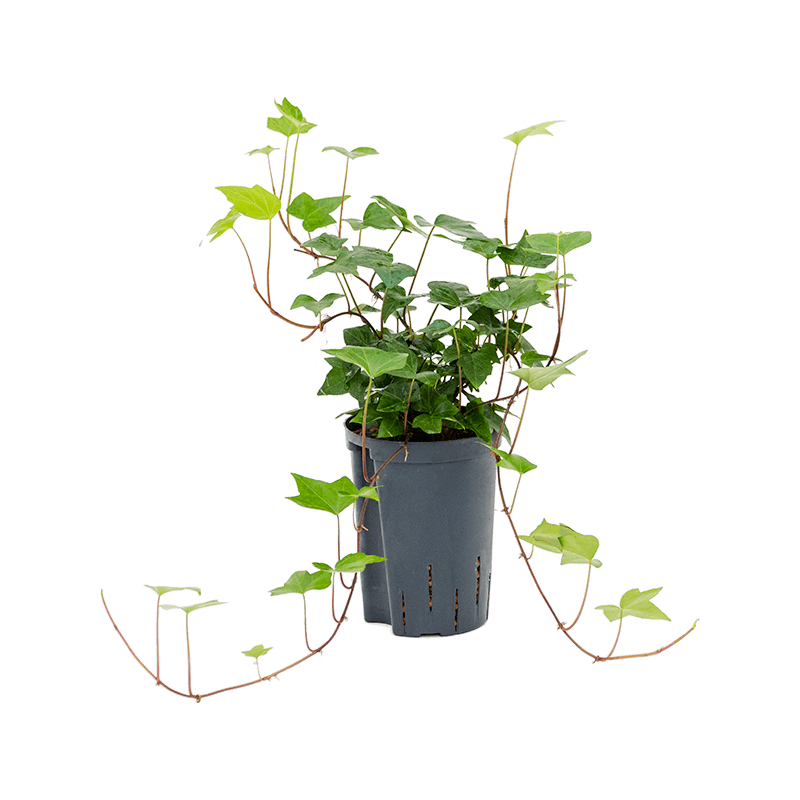 Hedera Montgomery