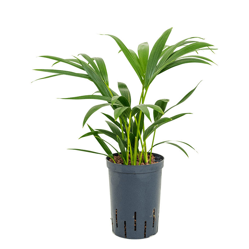 Kentia Howea 40 cm