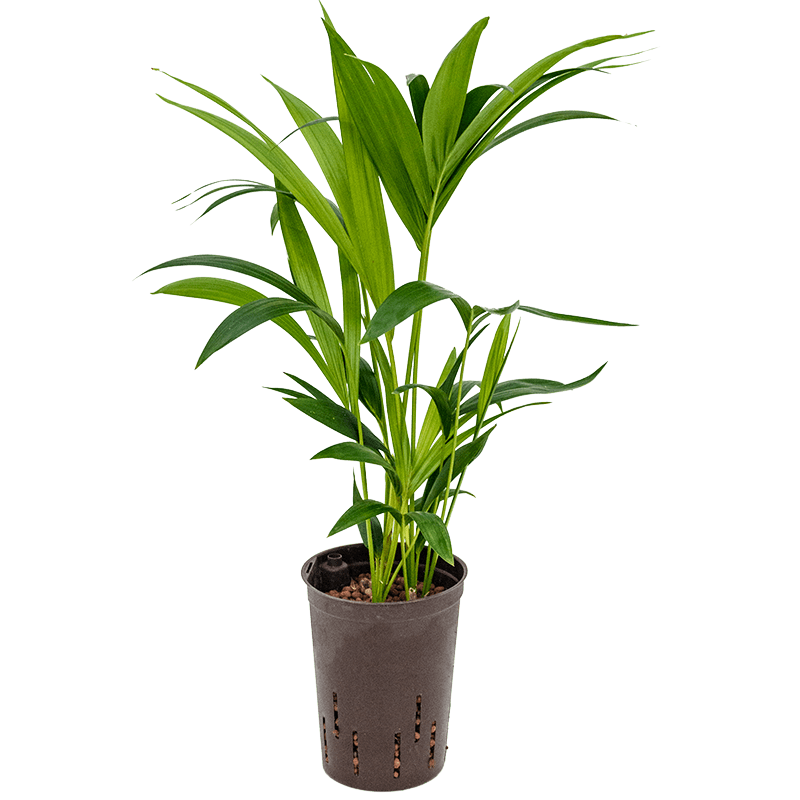 Kentia Howea 60 cm