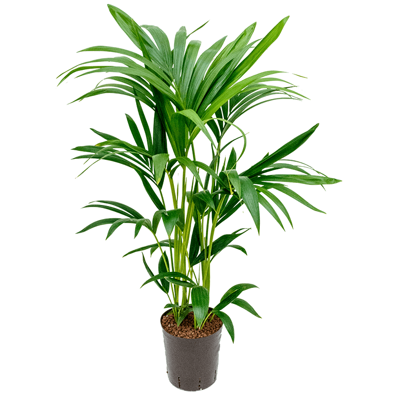 Kentia Howea 80 cm
