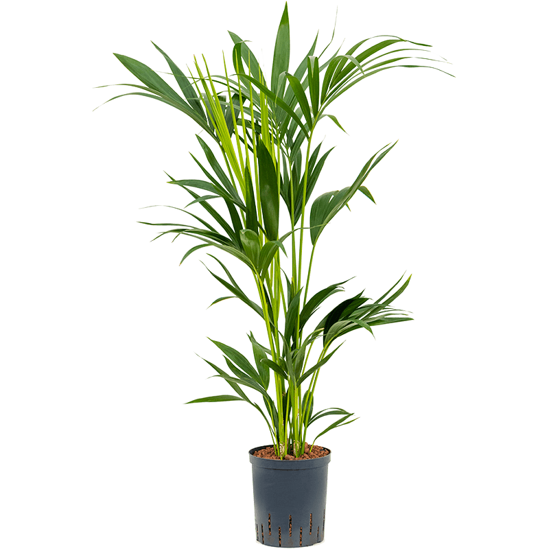 Kentia Howea 100 cm