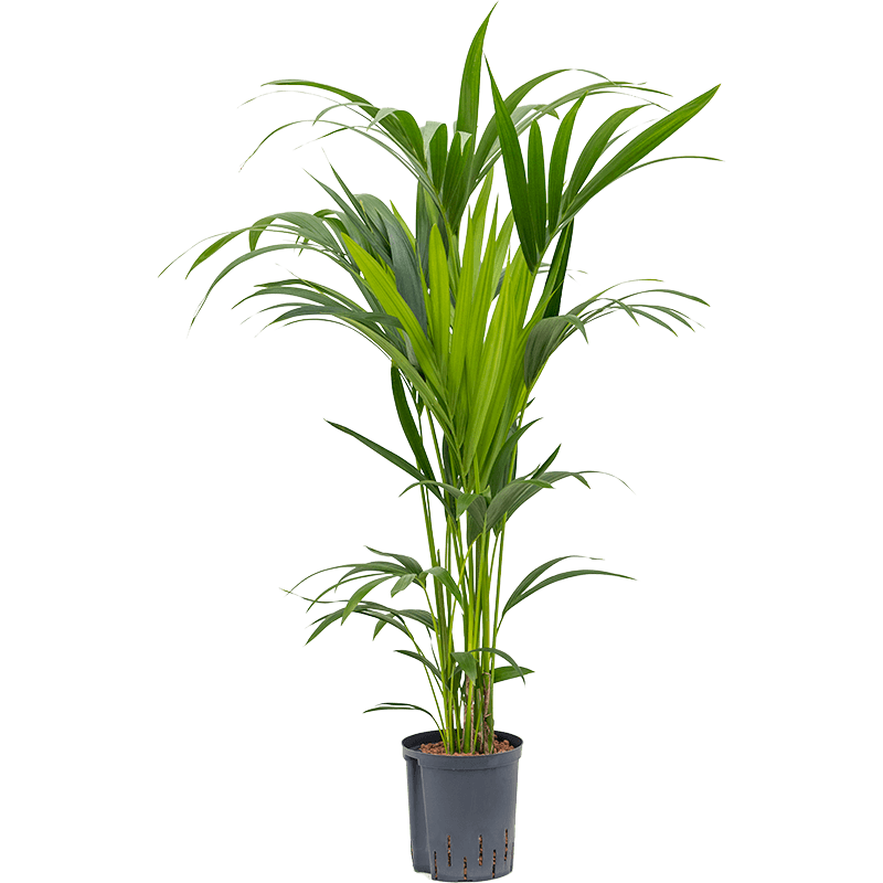 Kentia Howea 120 cm