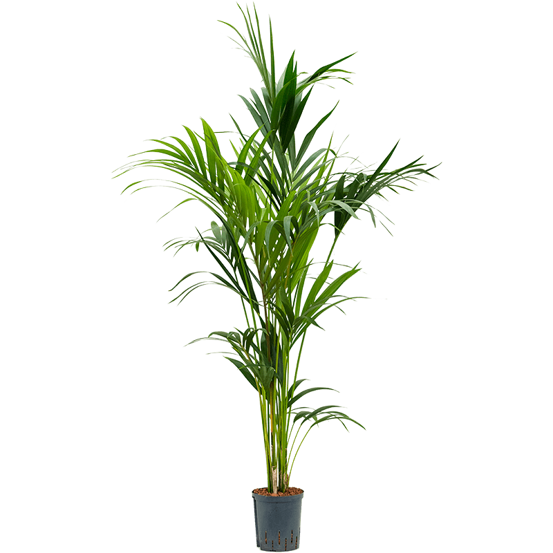 Kentia Howea 160 cm