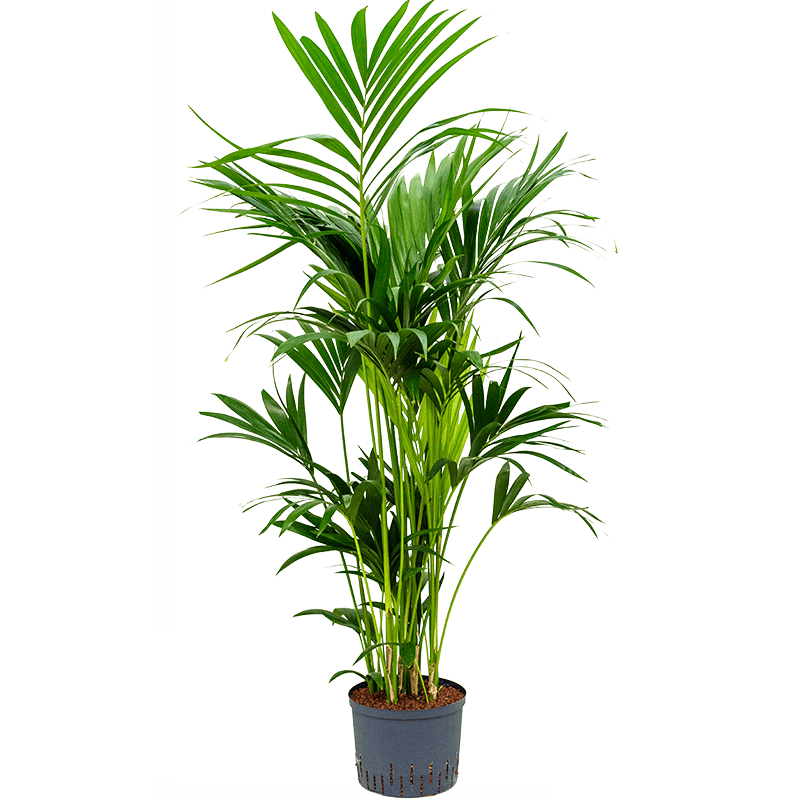 Kentia Howea 140 cm