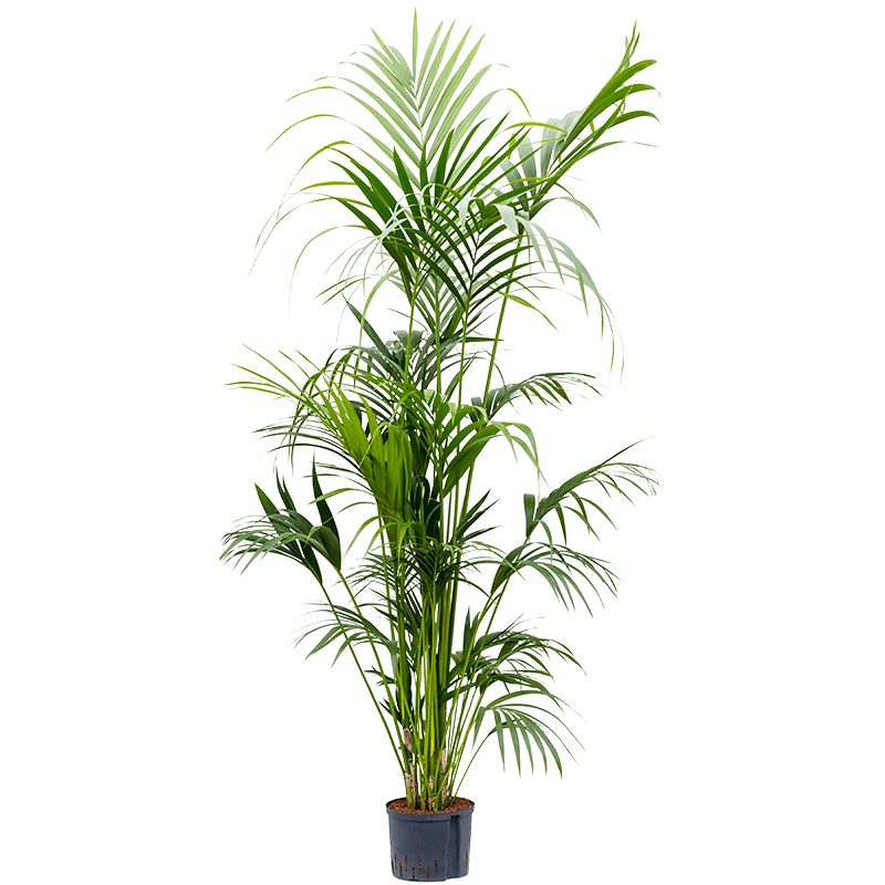 Kentia Howea 200 cm