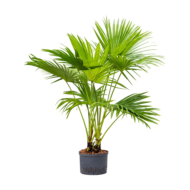 Livistona chinensis