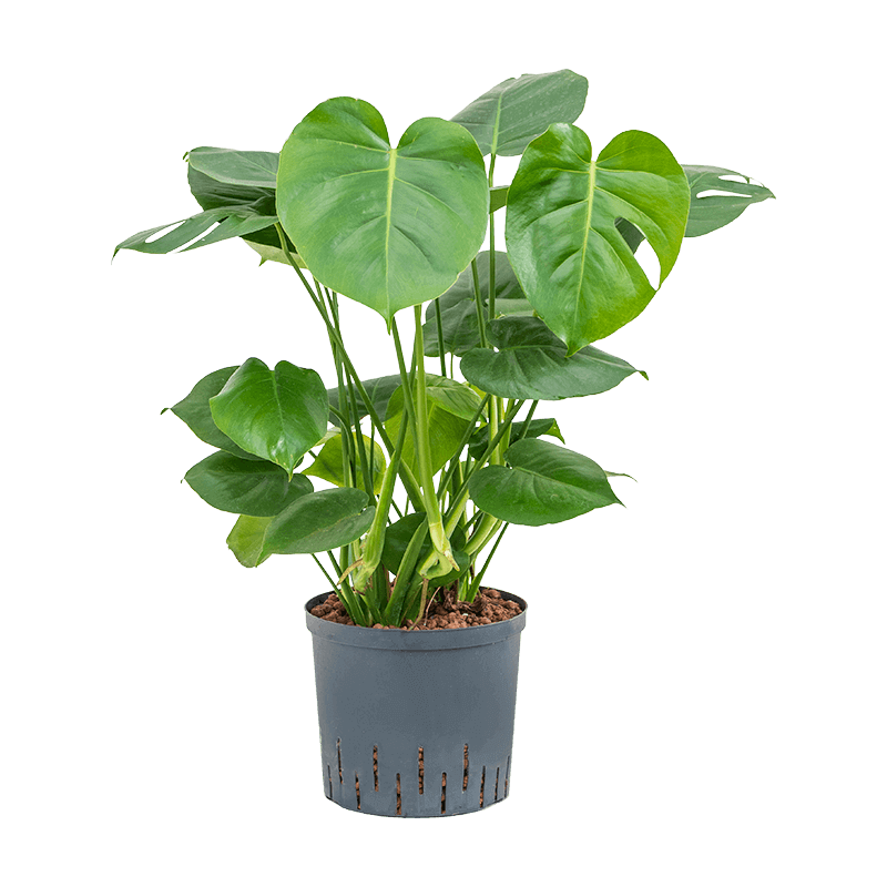 Monstera deliciosa