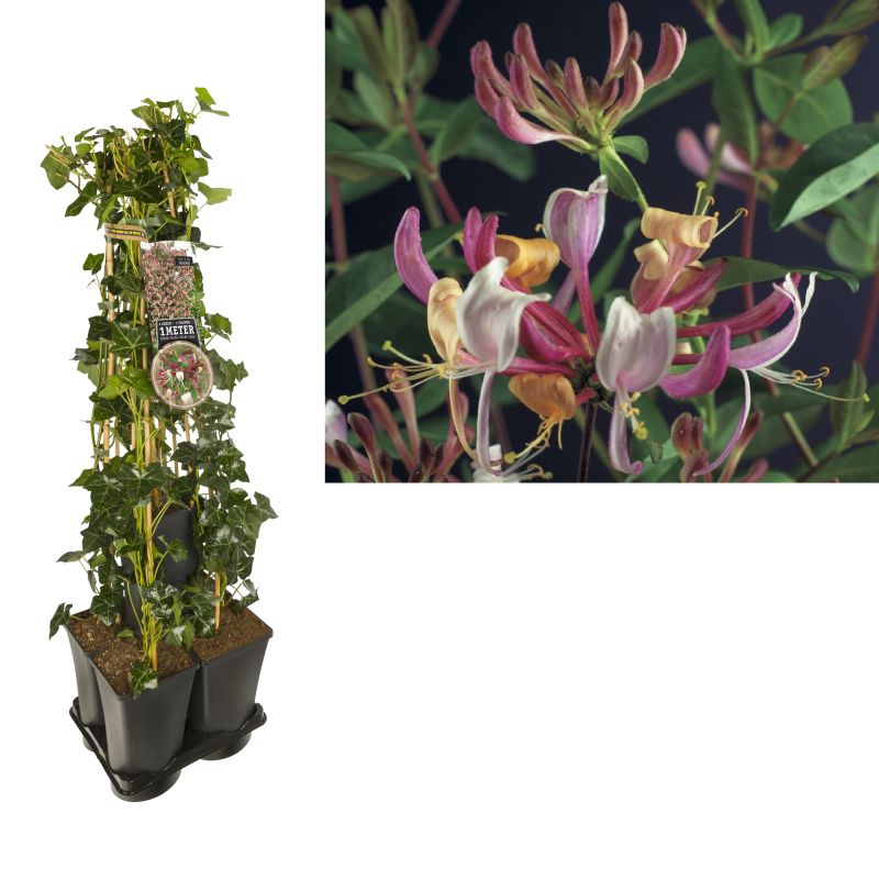 1 meter privacy met Lonicera per. Serotina