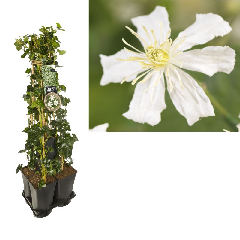 1 meter privacy met Clematis Paul Farges