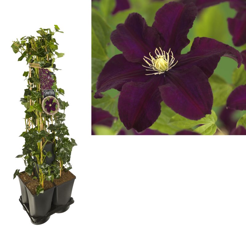 1 meter privacy met Clematis Warszawska Nike