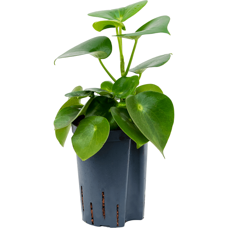 Peperomia Raindrop
