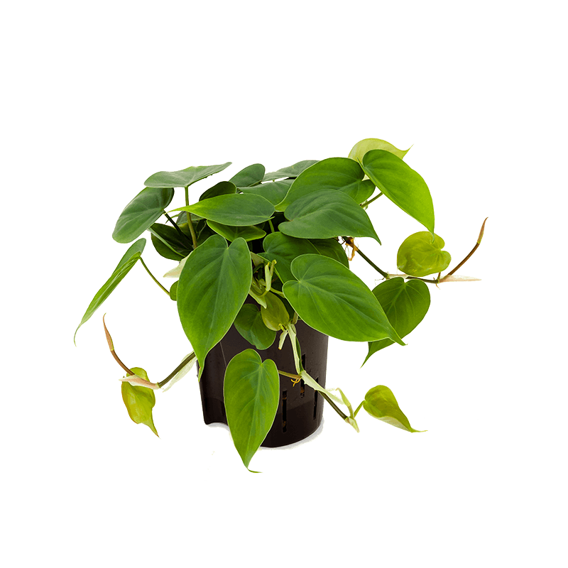 Philodendron scandens