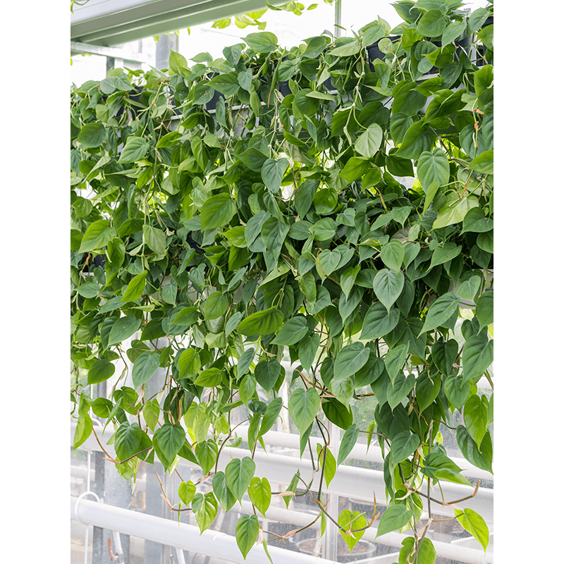 Philodendron scandens
