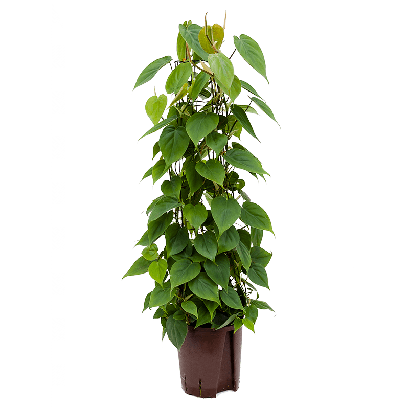 Philodendron scandens draadzuil 