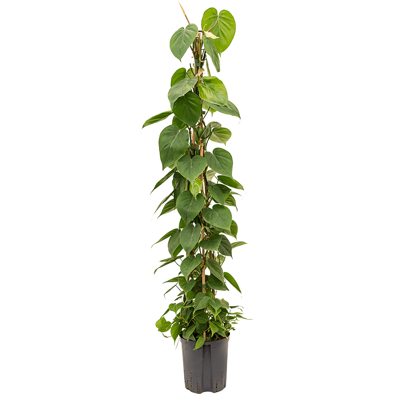 Philodendron scandens piramide