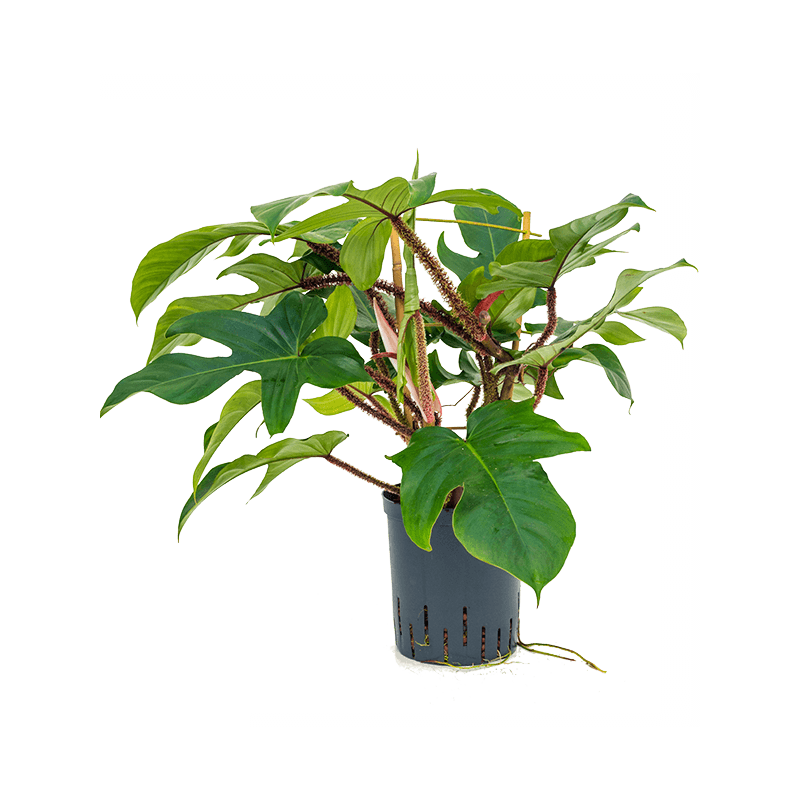 Philodendron Red Wonder Squamiferum hydrocultuur eenvoudig en snel thuis?