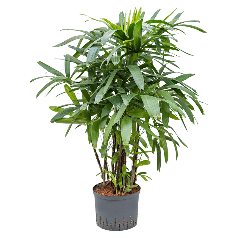 Rhapis excelsa