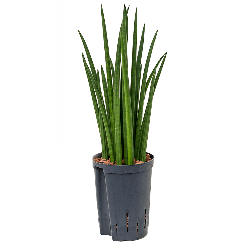 thuja stamm kaufen Objekt • Thuja mit Loch, ø 21x24cm