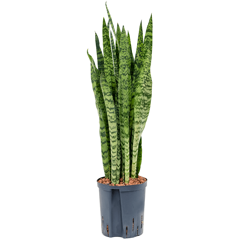 Sansevieria zeylanica 