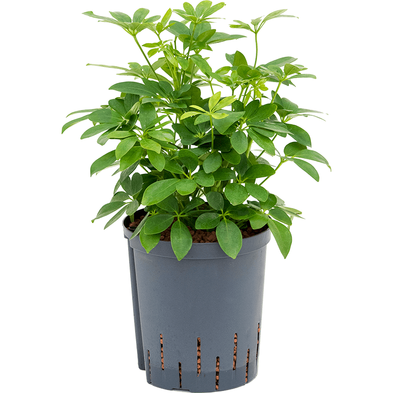 Schefflera Compacta