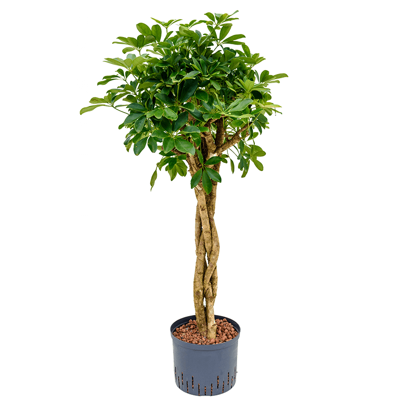 Schefflera Compacta gevlochten stam