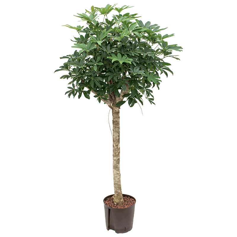 Schefflera Compacta op stam
