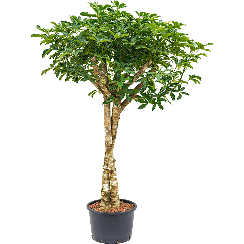 Schefflera Compacta op stam twist 