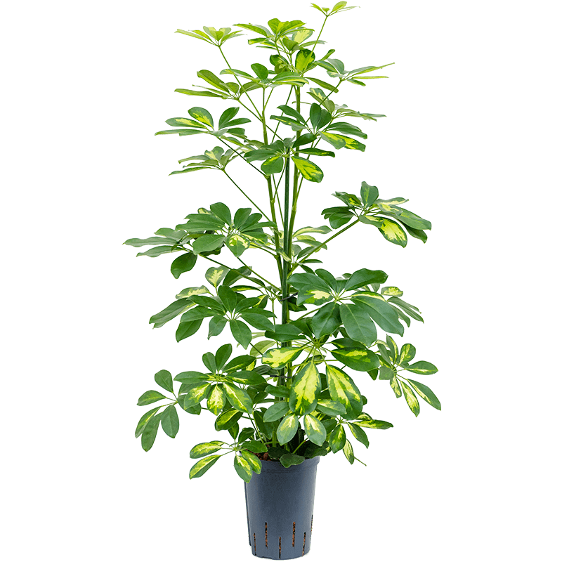 Schefflera Gold Capella 