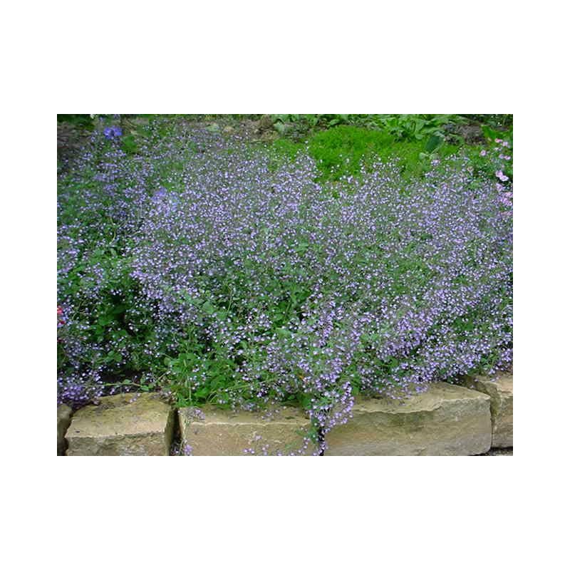 Calamintha Blue Cloud 