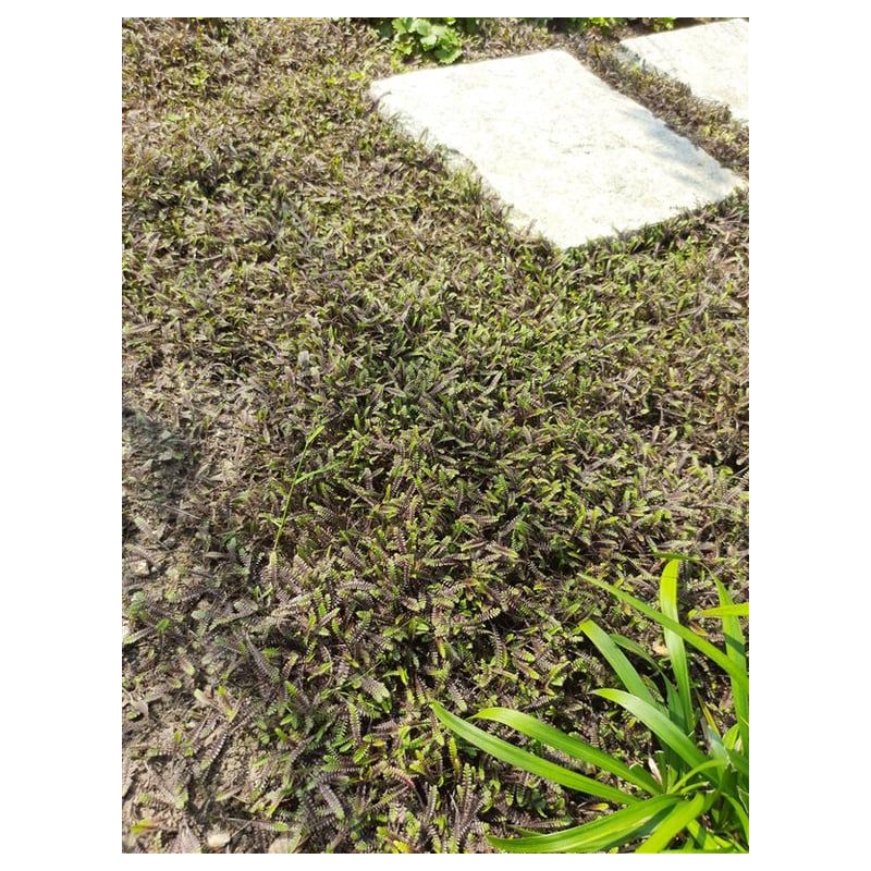 Leptinella Platt's Black 