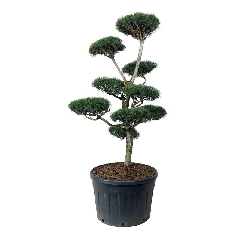 Pinus sylvestris - bonsai