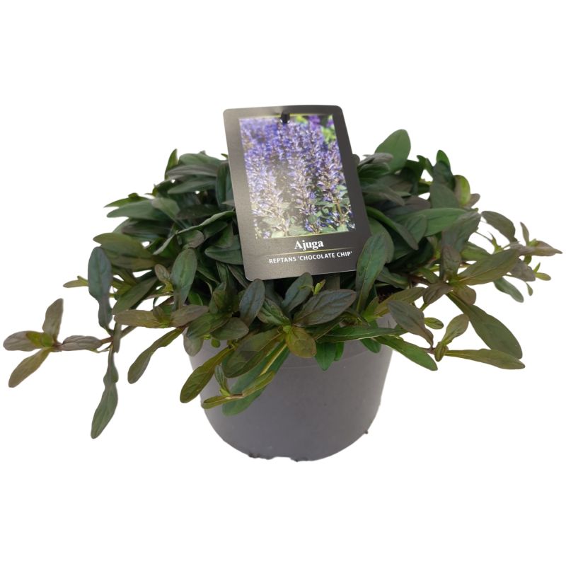 Ajuga Chocolate Chips