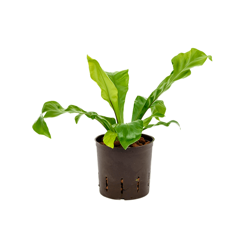 Asplenium nidus