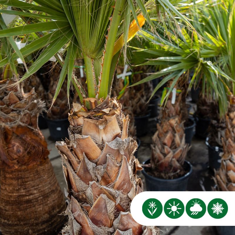 Washingtonia robusta - duostam