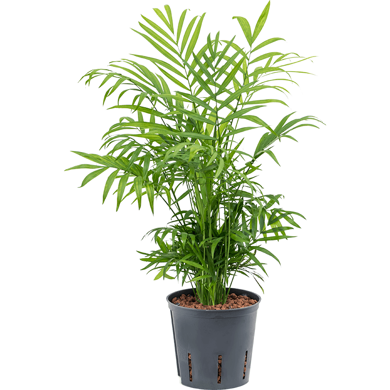 Chamaedorea elegans 