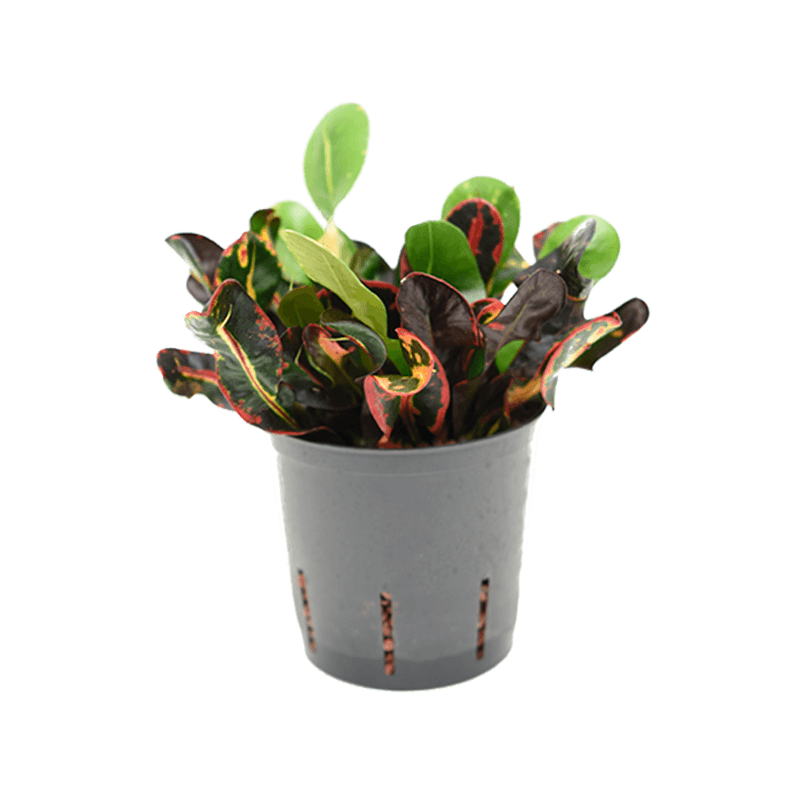 Croton Mammi 