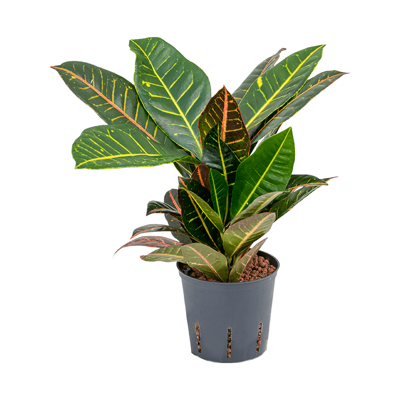 Croton Petra