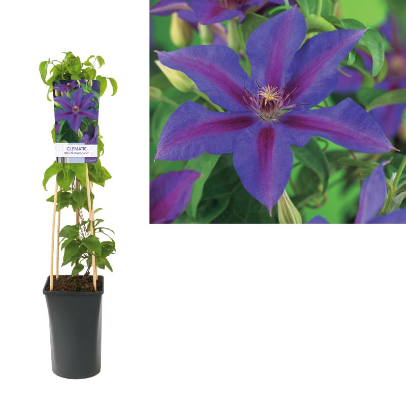 Clematis Mrs. N. Thompson