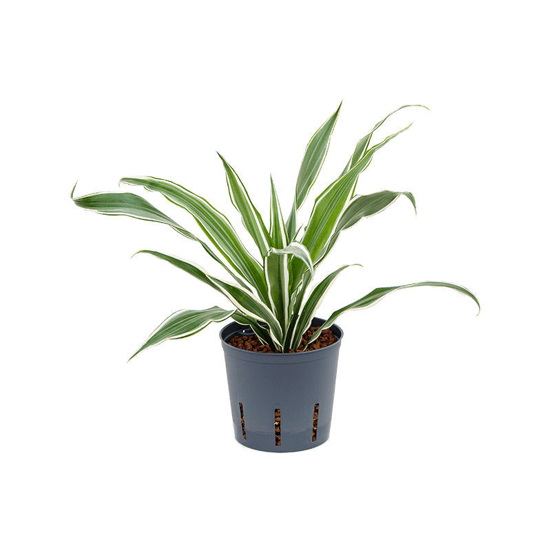Dracaena White Stripe