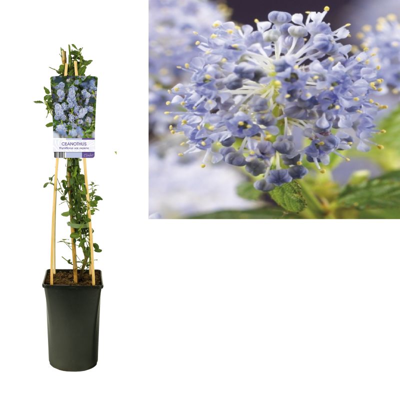 Ceanothus Repens